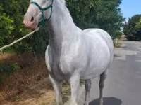 Kanca, Lipizzaner — 6. fotó