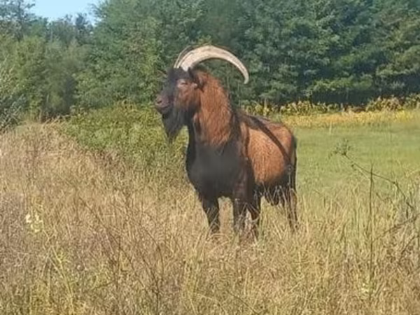 Bak, Alpine goat