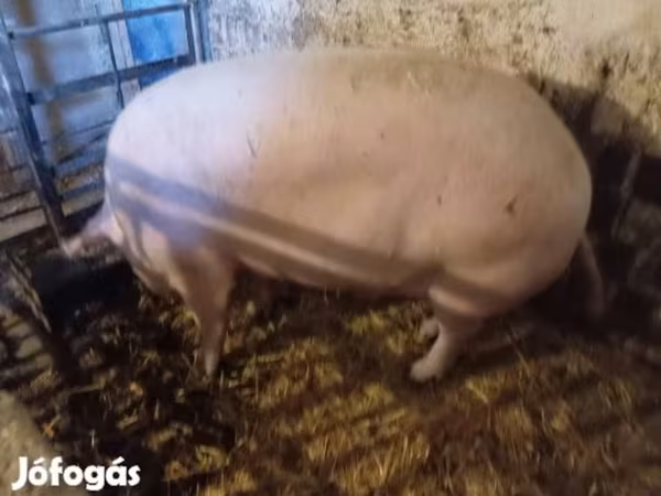Boar,  — Hungary