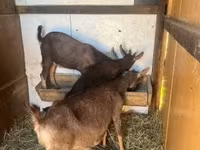 公山羊, Goats — 照片 2