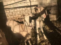 تيس, Saanen goat — الصورة 3