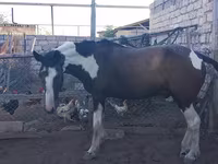 Cavalo, Cavalos — foto 2