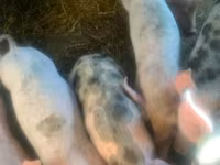 Boar, Pigs — photo 4