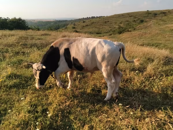 Býk, Russian Black pied cattle