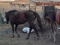 Yegua, Horse breed — foto 7