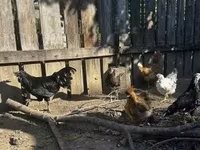 ससेक्स — फ़ोटो 4