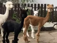 ऊँट, ऊंट — फ़ोटो 2
