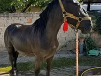 公马, Nonius horse — 照片 4