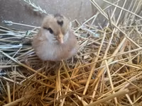 Chickens — photo 1