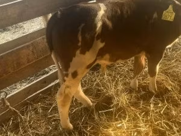 Taureau, Bovins