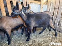 Ziegenbock, Alpine goat — Foto 3