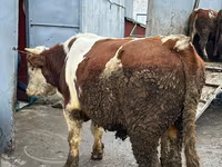 Cow, Simmental cattle — photo 1
