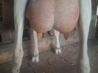 母山羊, Saanen goat — 照片 1