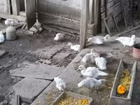 Ducks — 4. fotó