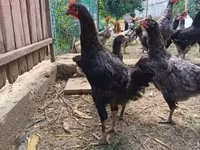 Chickens — 2. fotó