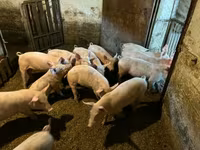 मादा सूअर, सूअर — फ़ोटो 1