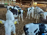 公牛, Holstein breed — 照片 2