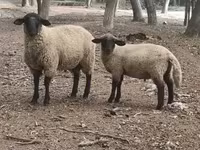 Kos, White Suffolk sheep — 1. fotó