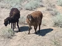 मेढ़ा, Edilbay sheep — फ़ोटो 1