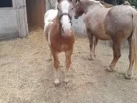 Cheval, Chevaux — photo 6