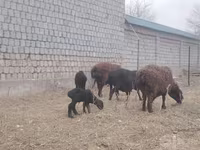 母羊, Sheep — 照片 2