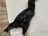 Shamo chickens — foto 3