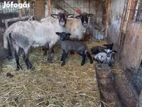 Juh, White Suffolk sheep — 5. fotó