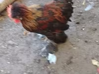 Chickens — फ़ोटो 3