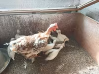 Chickens — photo 5