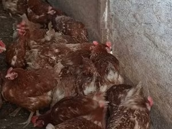 Chickens — Węgry