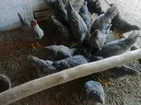 Chickens — Foto 2