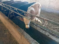 Kuh, Swiss cattle — Foto 1