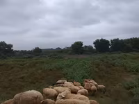Qoyunlar (partiya, cinsi göstərilməyib), Qoyunlar — foto 7