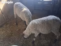 Sheep, Sheep — photo 1