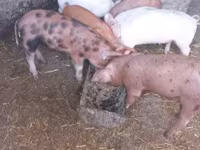 公猪, Pigs — 照片 2