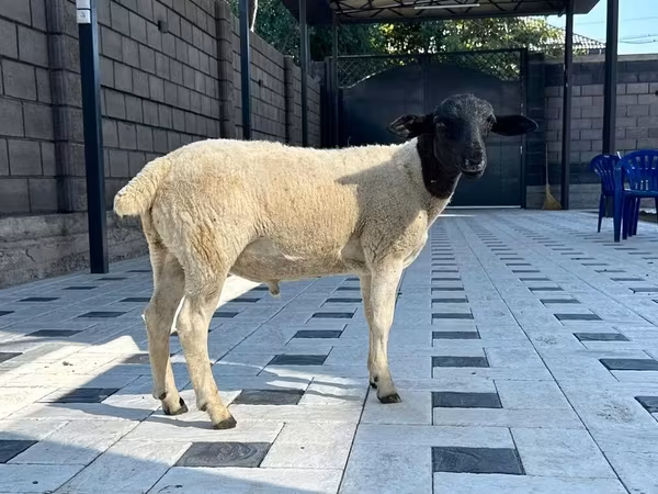 Carnero, Hissar sheep