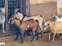 Cabras (lote, sexo no especificado), Cabras — foto 3