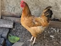 Chickens — foto 2