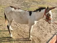 Cheval, Chevaux — photo 2