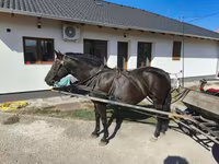 母马, Horses — 照片 5