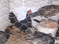 Chickens — الصورة 3