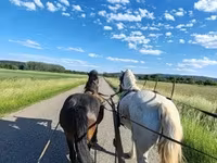 Mare, Horses — photo 6