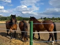 母马, Horses — 照片 3
