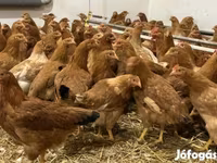 gallina danesa — foto 2