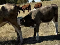 Bulle, Rote hornlose Kuh — Foto 4
