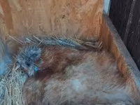 Poule soie — photo 8