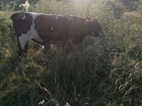 Býk, Russian Black pied cattle — foto 3