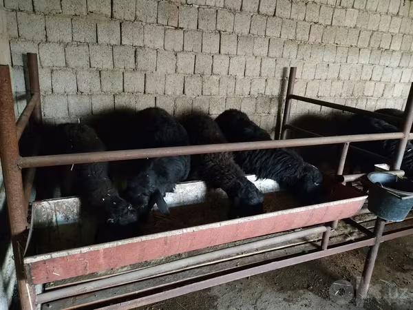 Bélier, Moutons