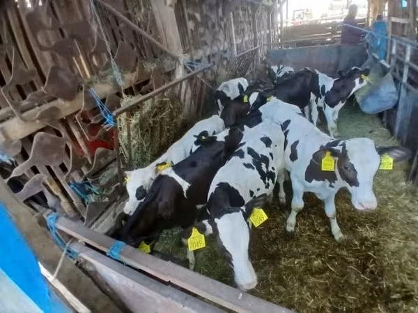 सांड, Russian Black pied cattle — हंगरी