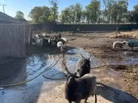 公羊, Racka sheep — 照片 4